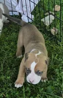 Brutus, a male American Bully for sale in Worthington, PA – 2 of 4