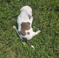 NIA, a female American Bully for sale in Worthington, PA – 7 of 9
