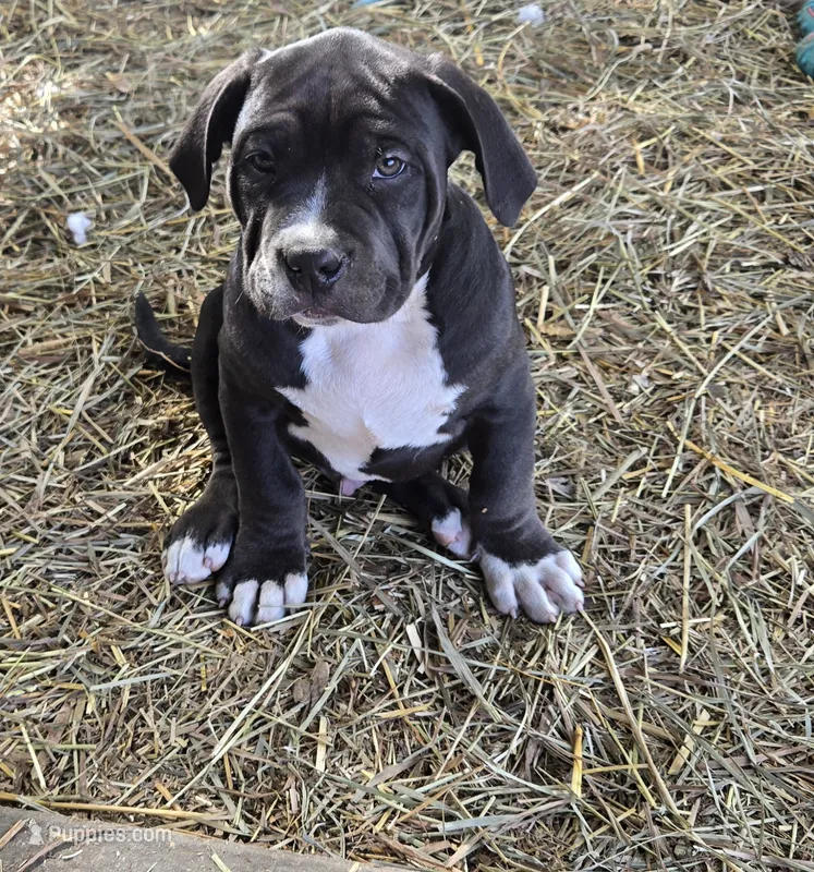 Bear – American Bully puppy for sale in Worthington, PA