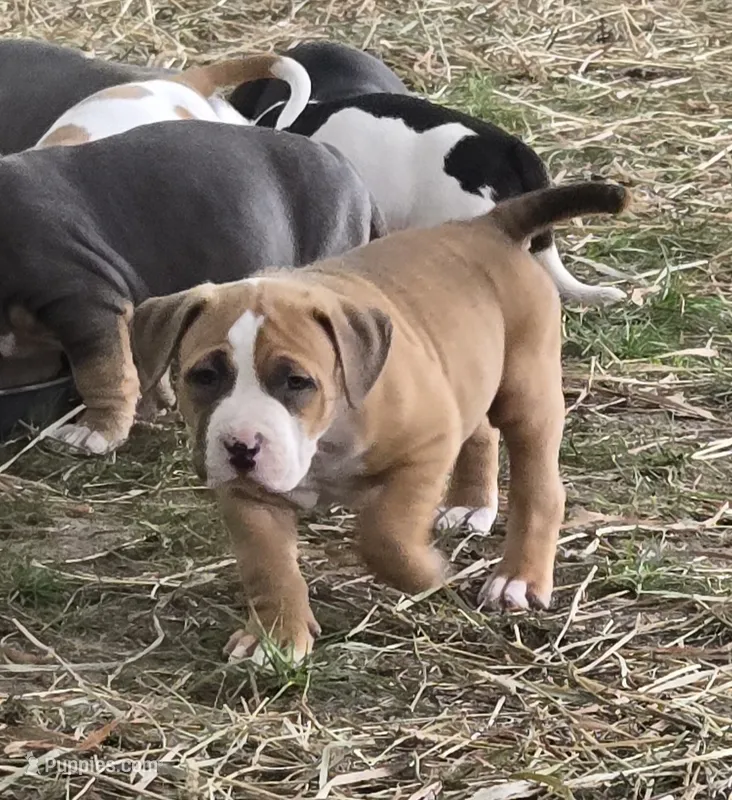 Brutus – American Bully puppy for sale in Worthington, PA