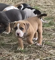 Brutus, a male American Bully for sale in Worthington, PA – 5 of 9