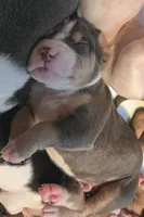 Gizmo, a male American Bully for sale in Worthington, PA – 2 of 9