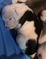 Hera , a female American Bully for sale in Worthington, PA – 3 of 7