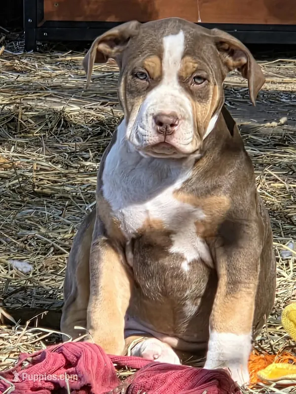 Maya – American Bully puppy for sale in Worthington, PA