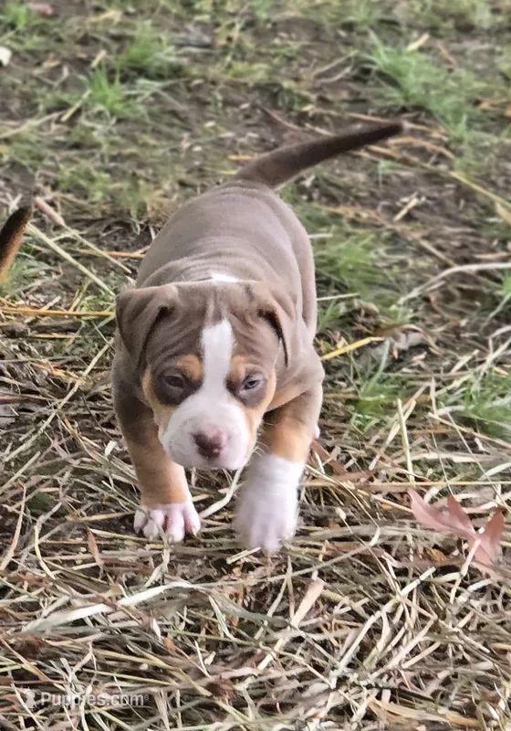 Maya – American Bully puppy for sale in Worthington, PA