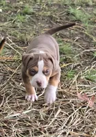 Maya, a female American Bully for sale in Worthington, PA – 1 of 8