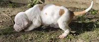 Athena, a female American Bully for sale in Worthington, PA – 4 of 8