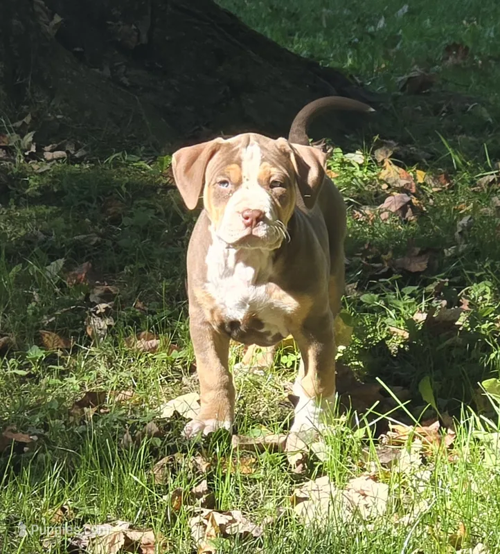 Maya – American Bully puppy for sale in Worthington, PA