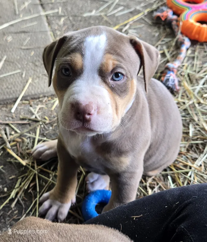 Maya – American Bully puppy for sale in Worthington, PA