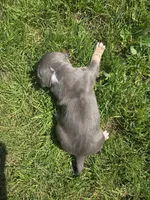 Gizmo, a male American Bully for sale in Worthington, PA – 5 of 9