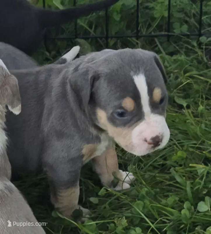 Gizmo – American Bully puppy for sale in Worthington, PA