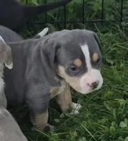 Gizmo, a male American Bully for sale in Worthington, PA – 1 of 9