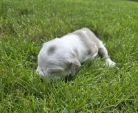 Shelby, a female American Bully for sale in Worthington, PA – 4 of 10
