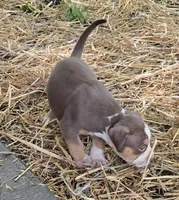 Maya, a female American Bully for sale in Worthington, PA – 5 of 8