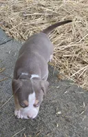 Maya, a female American Bully for sale in Worthington, PA – 6 of 8