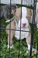 Hades, a male American Bully for sale in Worthington, PA – 3 of 7