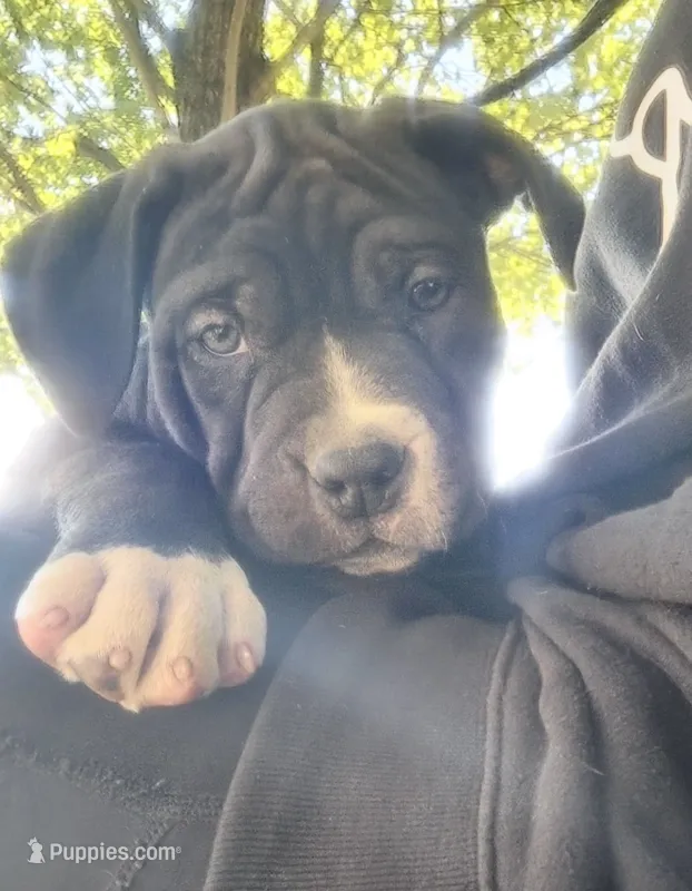 Bear – American Bully puppy for sale in Worthington, PA