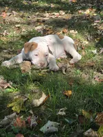 Athena, a female American Bully for sale in Worthington, PA – 4 of 9