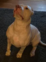 Hades, a male American Bully for sale in Worthington, PA – 6 of 7