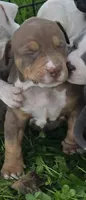 Cronus, a male American Bully for sale in Worthington, PA – 2 of 5