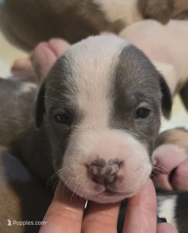 Helios – American Bully puppy for sale in Worthington, PA