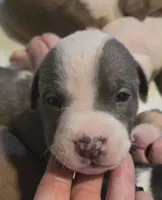 Helios, a male American Bully for sale in Worthington, PA – 1 of 7