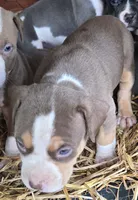 Maya, a female American Bully for sale in Worthington, PA – 4 of 8
