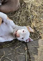 Athena, a female American Bully for sale in Worthington, PA – 3 of 9