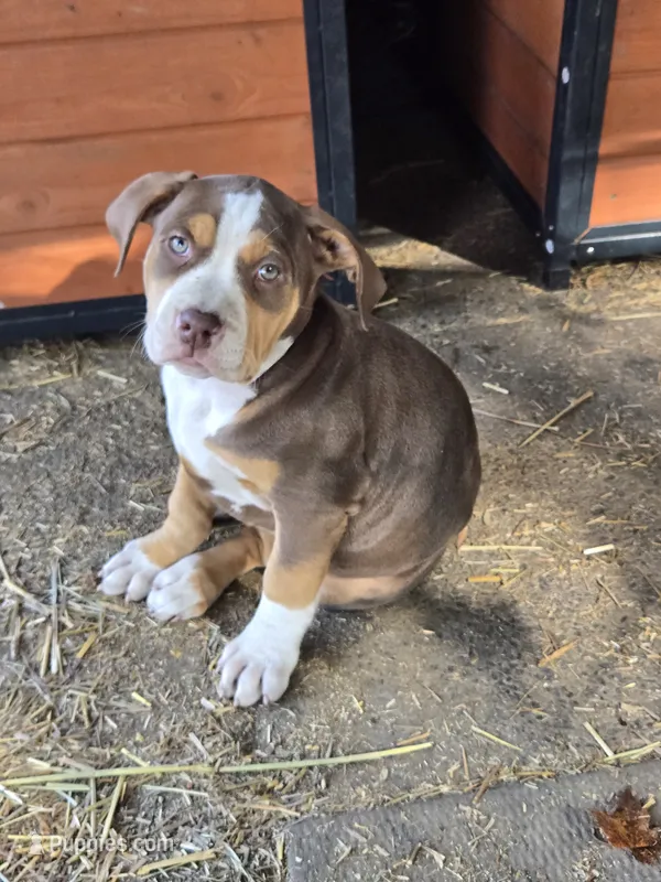 Maya – American Bully puppy for sale in Worthington, PA