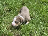Peanut, a female American Bully for sale in Worthington, PA – 7 of 10