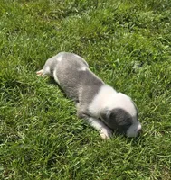 Helios, a male American Bully for sale in Worthington, PA – 4 of 7