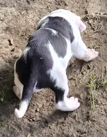 Hera , a female American Bully for sale in Worthington, PA – 4 of 7