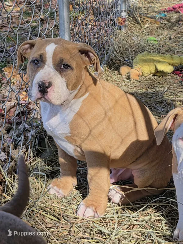 Brutus, a male American Bully for sale in Worthington, PA – 1 of 9