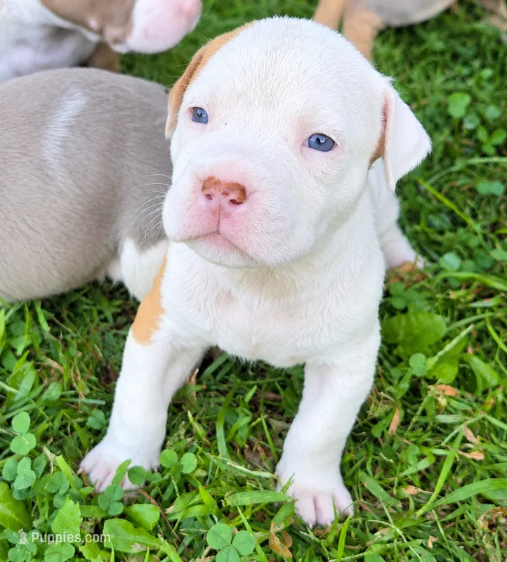 Athena – American Bully puppy for sale in Worthington, PA