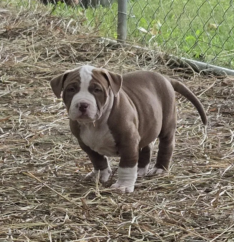 Hades – American Bully puppy for sale in Worthington, PA