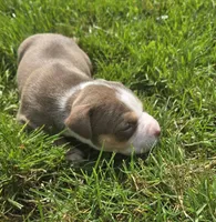 Peanut, a female American Bully for sale in Worthington, PA – 8 of 10