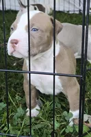 Hades, a male American Bully for sale in Worthington, PA – 5 of 7
