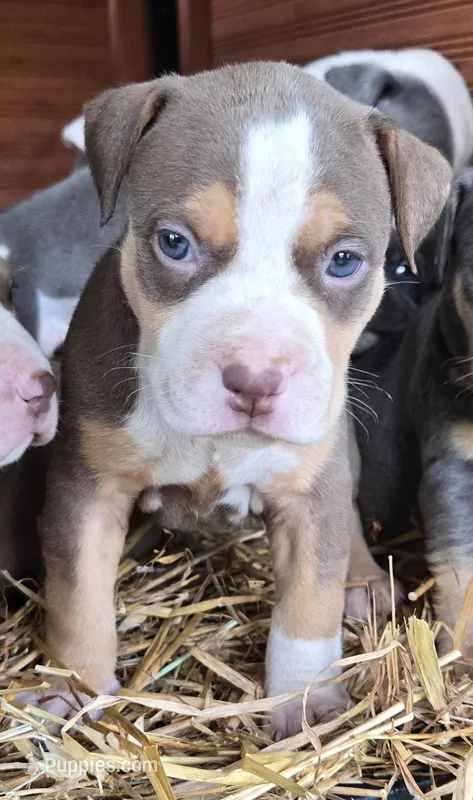 Peanut – American Bully puppy for sale in Worthington, PA