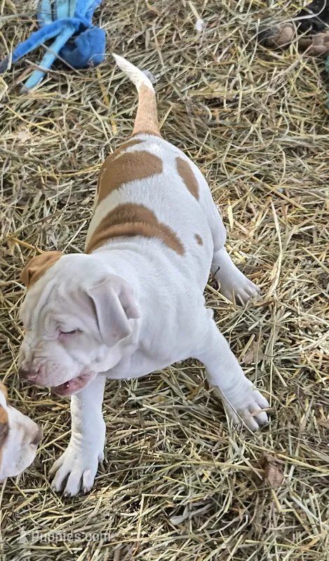 Athena – American Bully puppy for sale in Worthington, PA