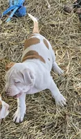 Athena, a female American Bully for sale in Worthington, PA – 2 of 9