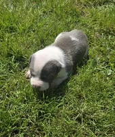 Helios, a male American Bully for sale in Worthington, PA – 6 of 7