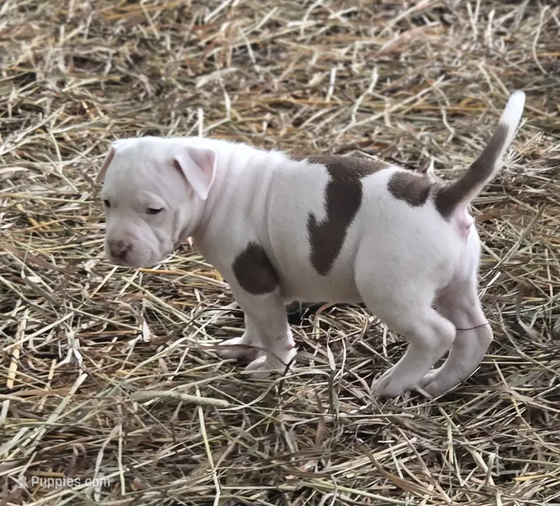 NIA – American Bully puppy for sale in Worthington, PA