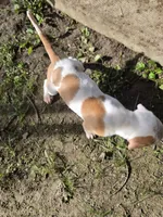 Athena, a female American Bully for sale in Worthington, PA – 6 of 8