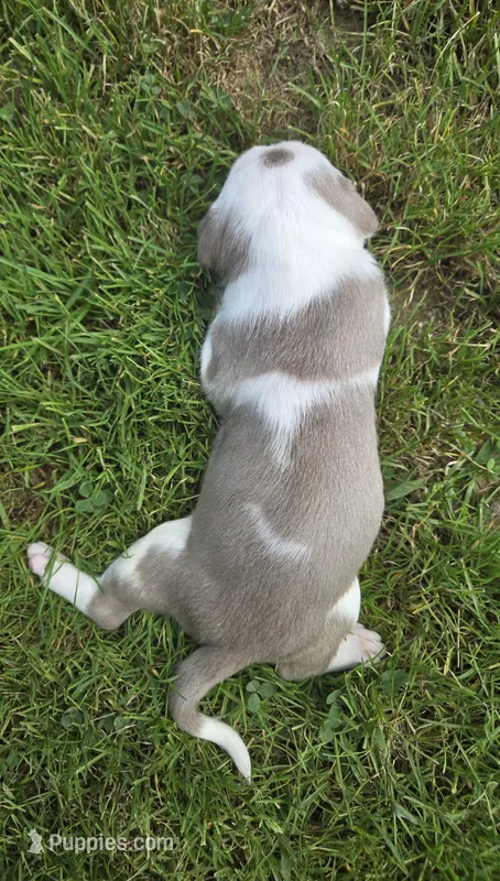 Shelby – American Bully puppy for sale in Worthington, PA