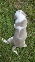 Shelby, a female American Bully for sale in Worthington, PA – 1 of 10