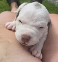 Shelby, a female American Bully for sale in Worthington, PA – 5 of 10