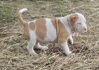 Athena, a female American Bully for sale in Worthington, PA – 7 of 9
