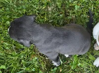 Bear, a male American Bully for sale in Worthington, PA – 2 of 4