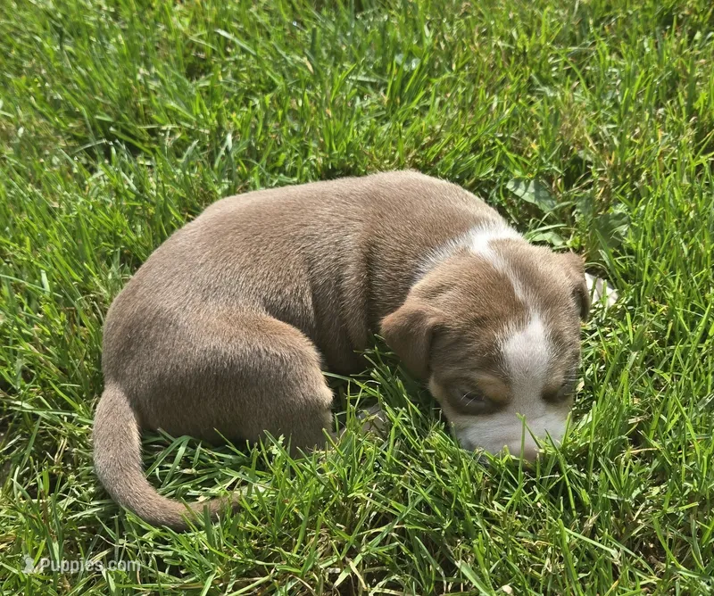 Peanut – American Bully puppy for sale in Worthington, PA