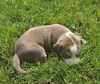 Peanut, a female American Bully for sale in Worthington, PA – 1 of 10